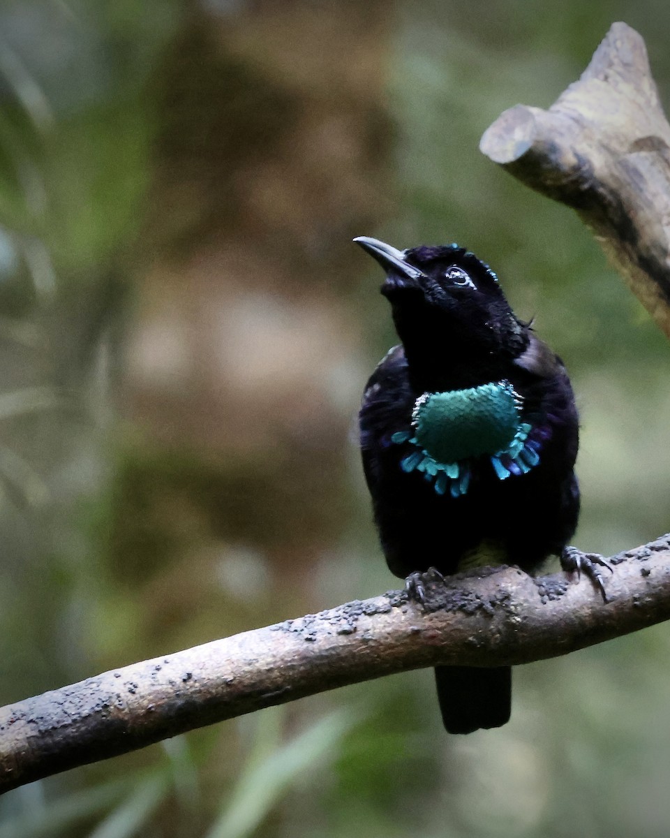 Vogelkop Lophorina - ML646560690