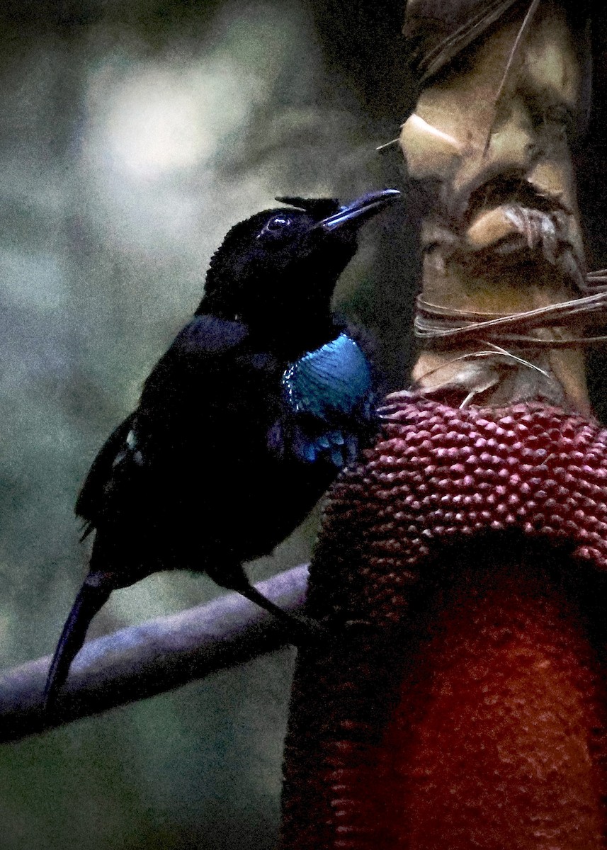 Vogelkop Lophorina - ML646560691