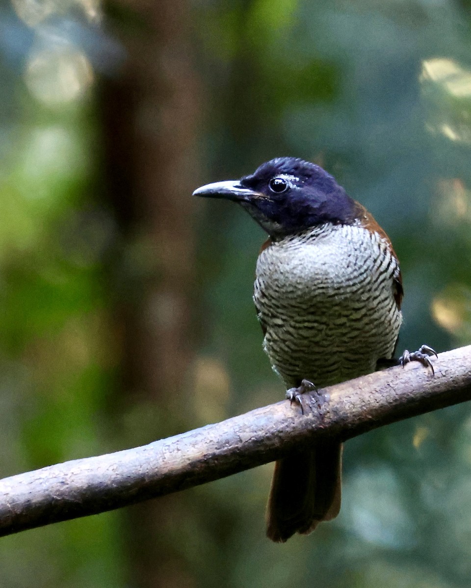 Vogelkop Lophorina - ML646560692