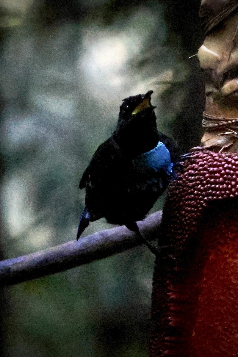 Wondiwoi-Kragenparadiesvogel - ML646560693