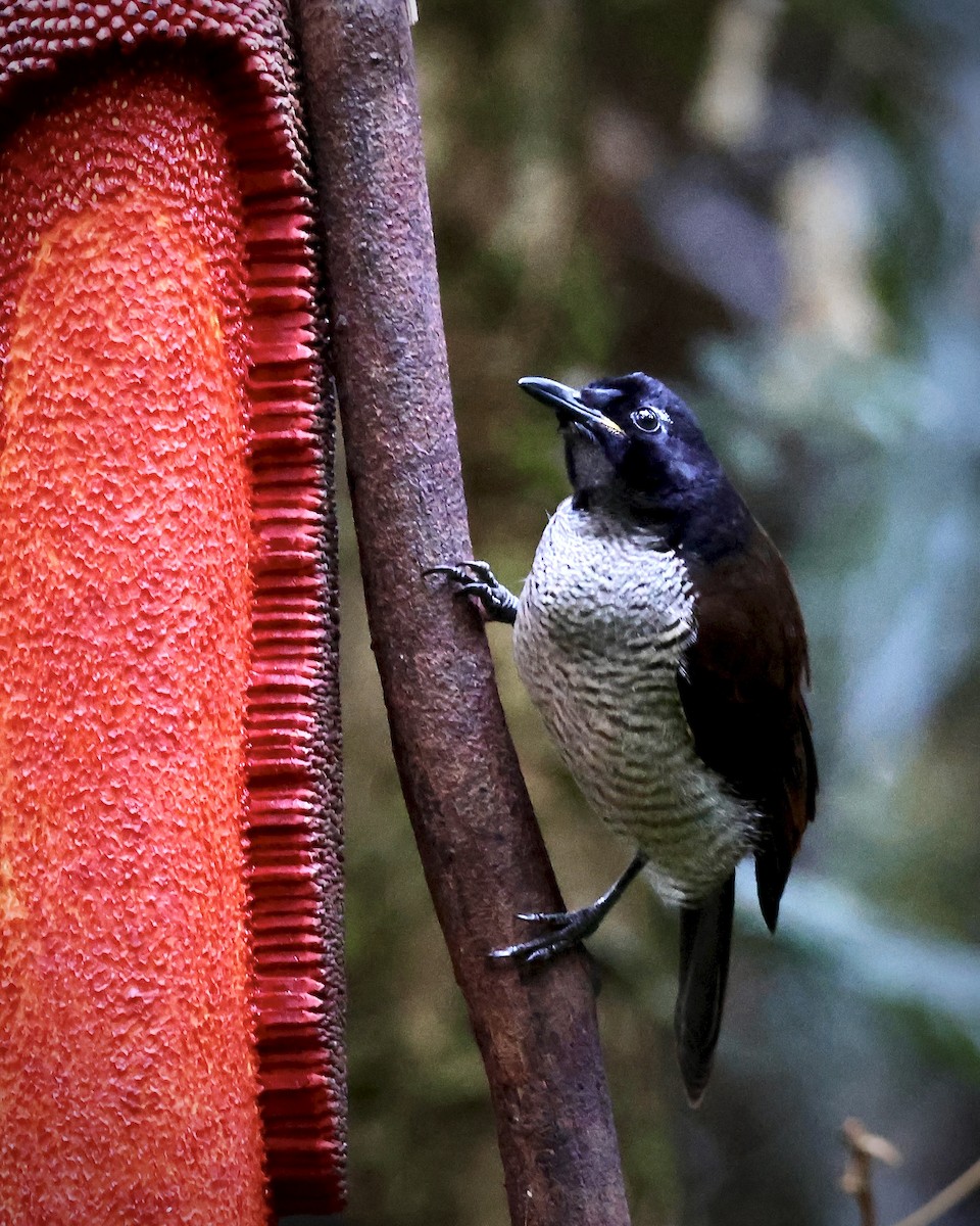 Vogelkop Lophorina - ML646560694