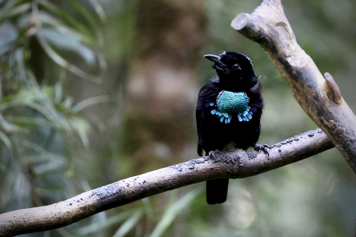 Vogelkop Lophorina - ML646560695