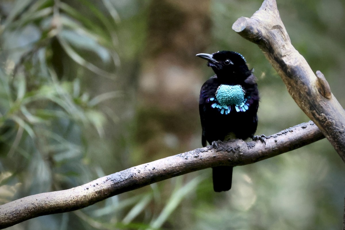 Wondiwoi-Kragenparadiesvogel - ML646560696