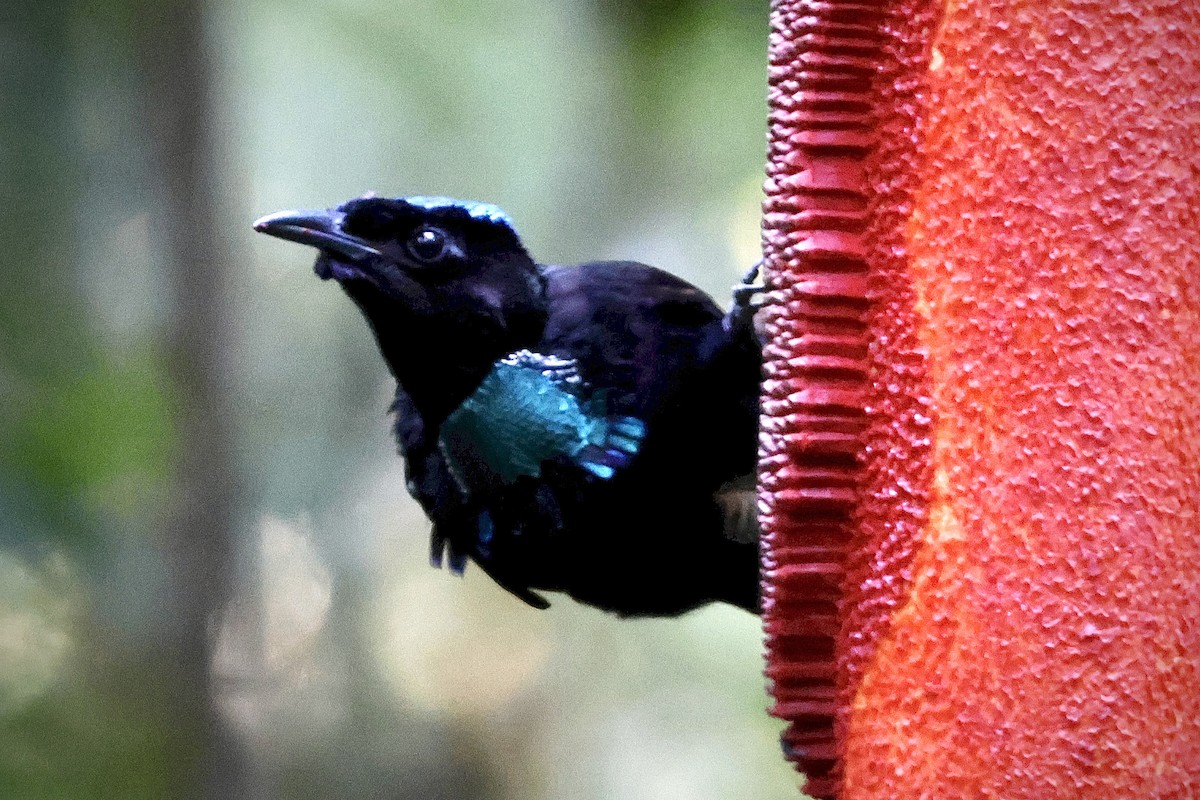 Wondiwoi-Kragenparadiesvogel - ML646560697