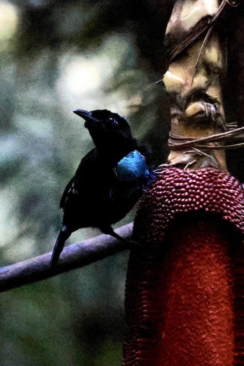 Wondiwoi-Kragenparadiesvogel - ML646560698