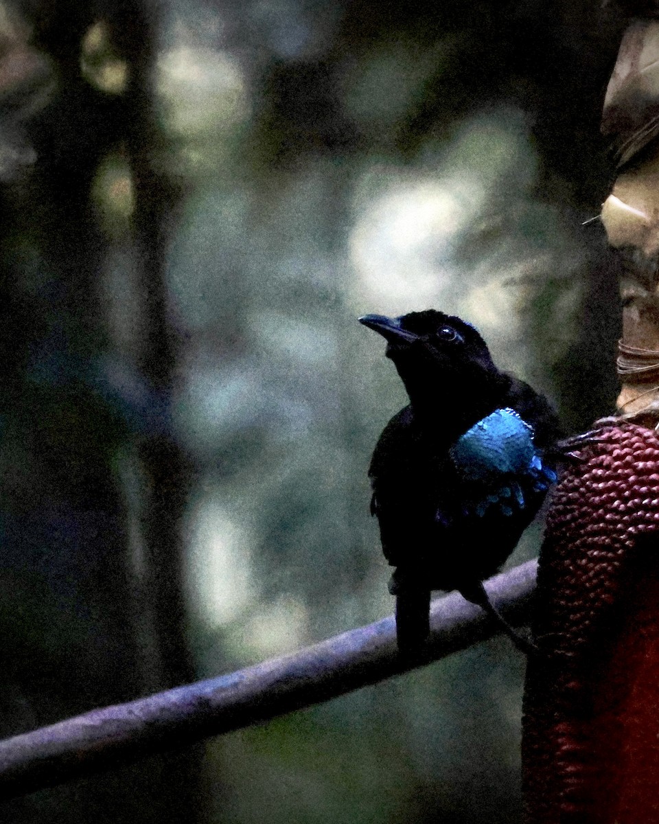 Wondiwoi-Kragenparadiesvogel - ML646560699