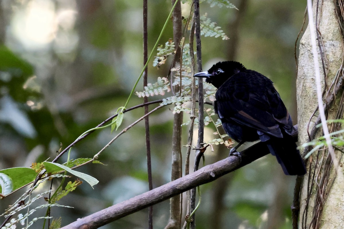 Wondiwoi-Kragenparadiesvogel - ML646560701