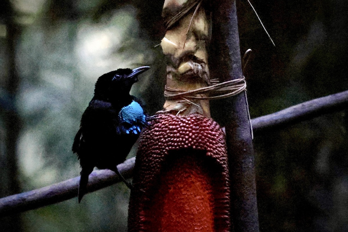 Wondiwoi-Kragenparadiesvogel - ML646560703