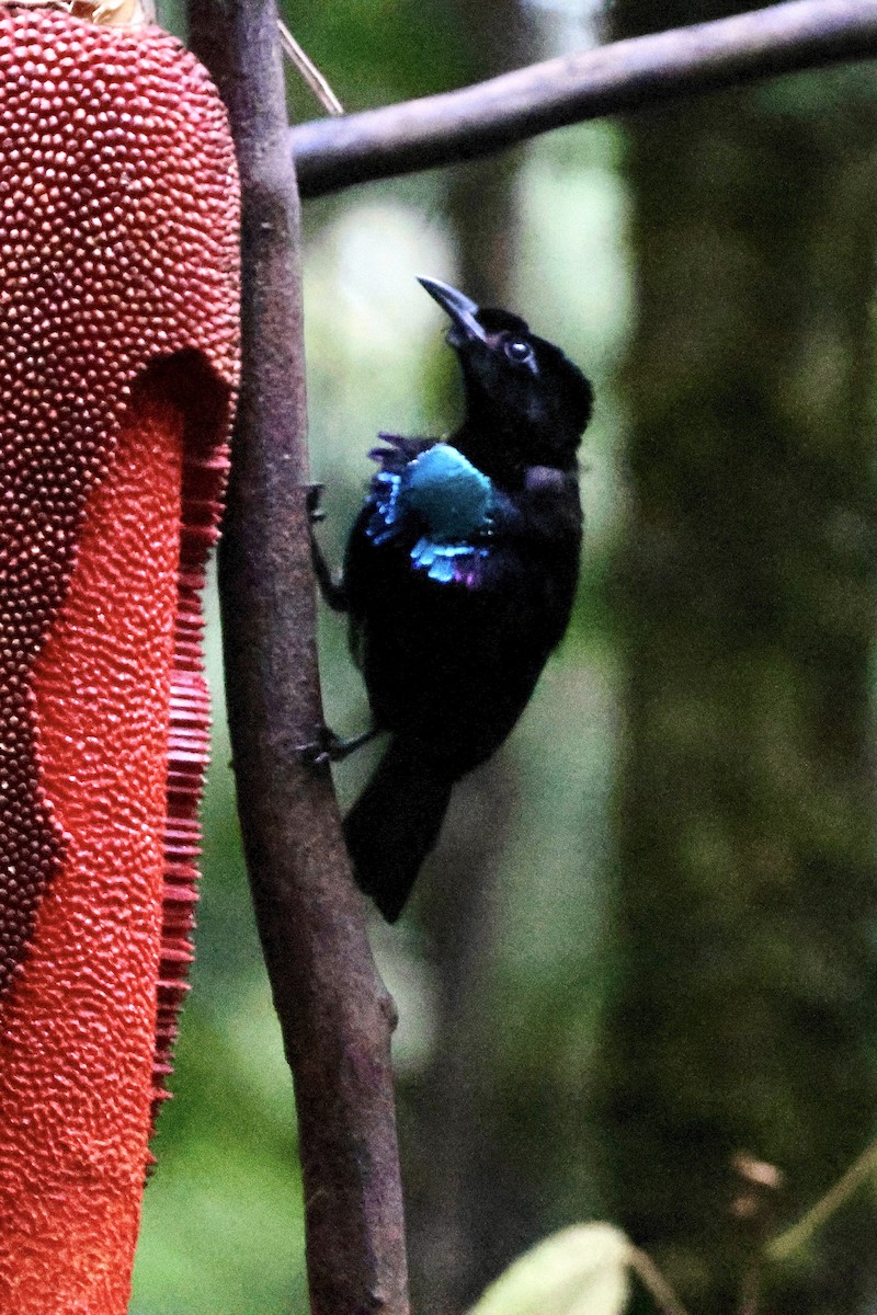 Wondiwoi-Kragenparadiesvogel - ML646560704