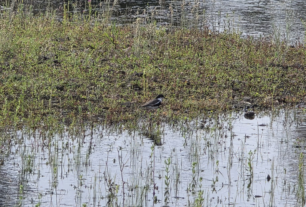 Schwarzbrust-Regenpfeifer - ML646560705