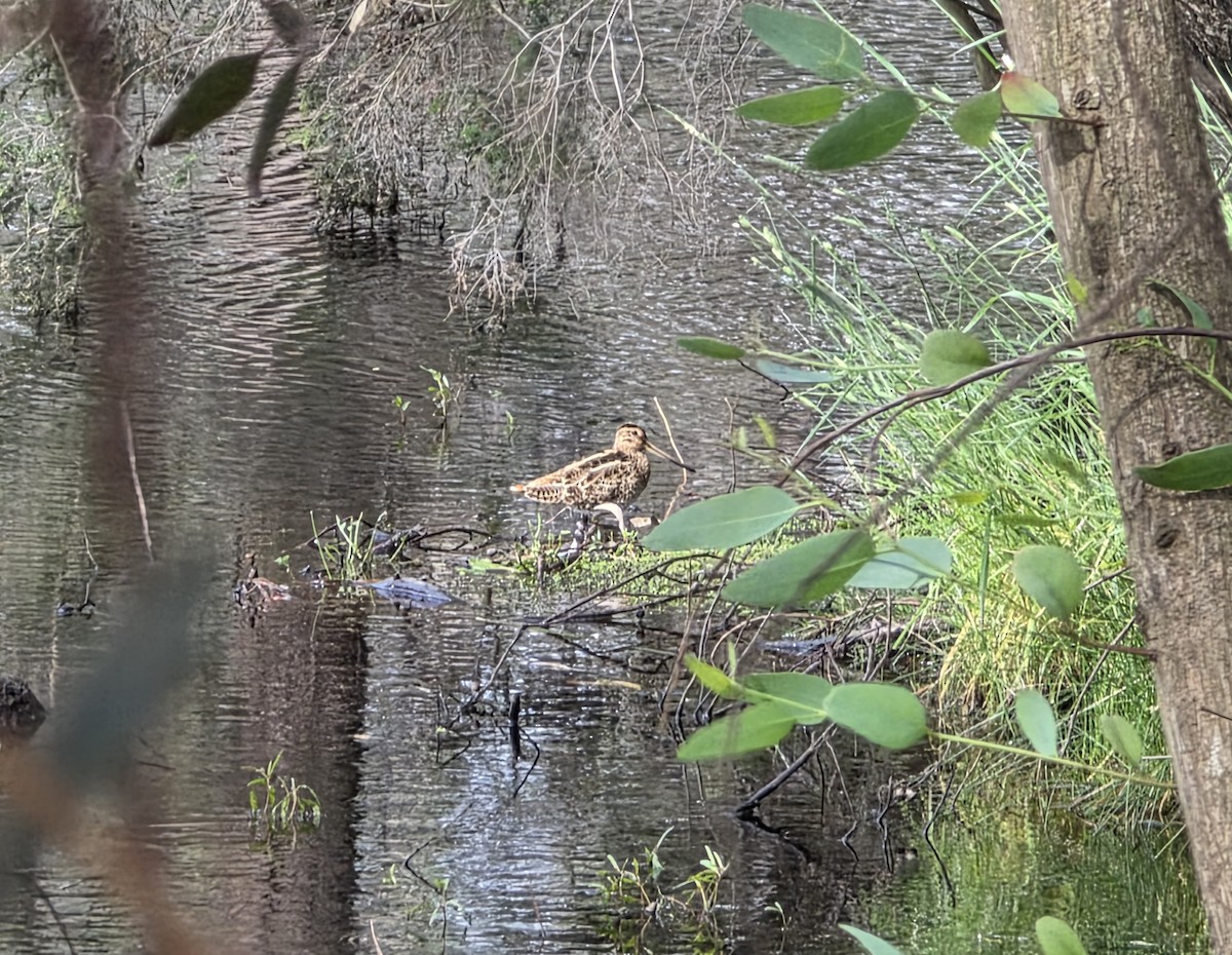 Japanbekassine - ML646560709