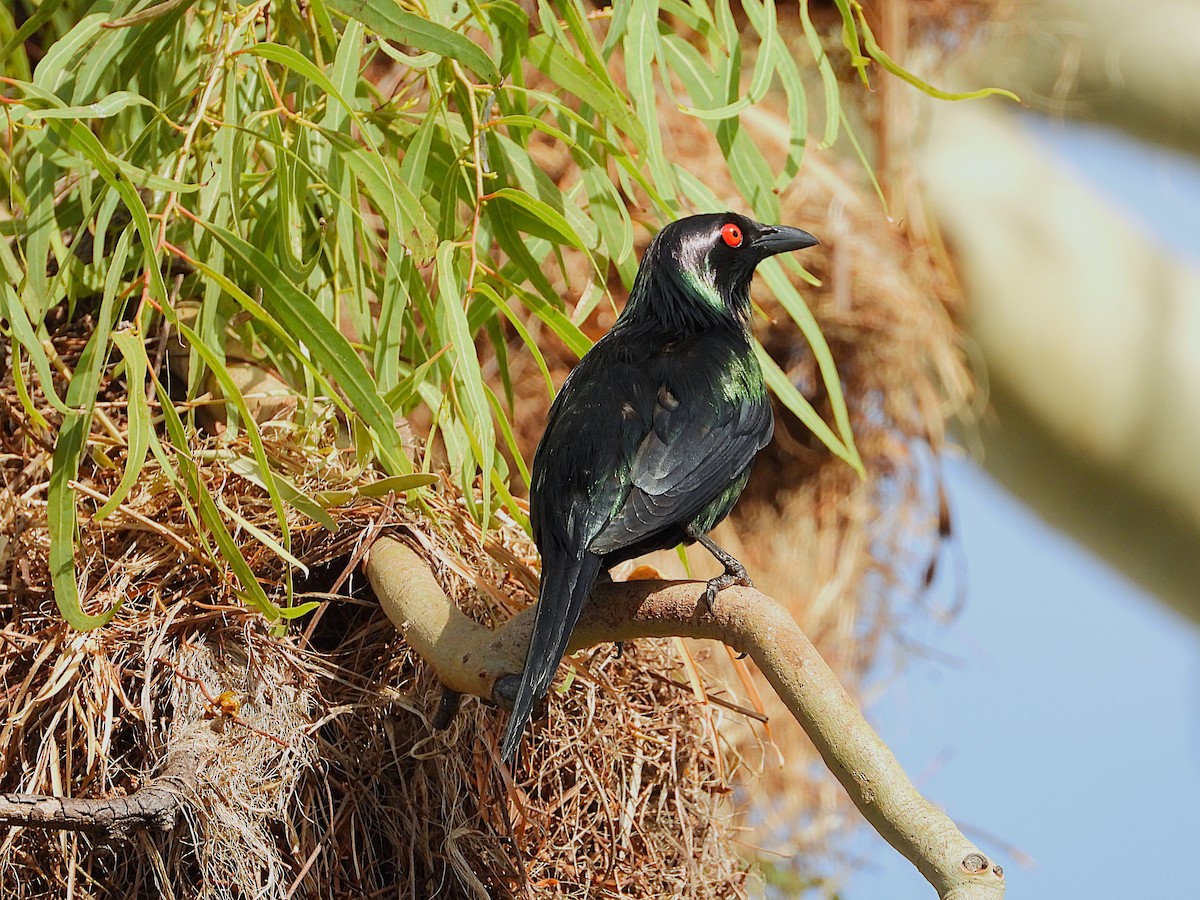 Metallic Starling - ML646560711