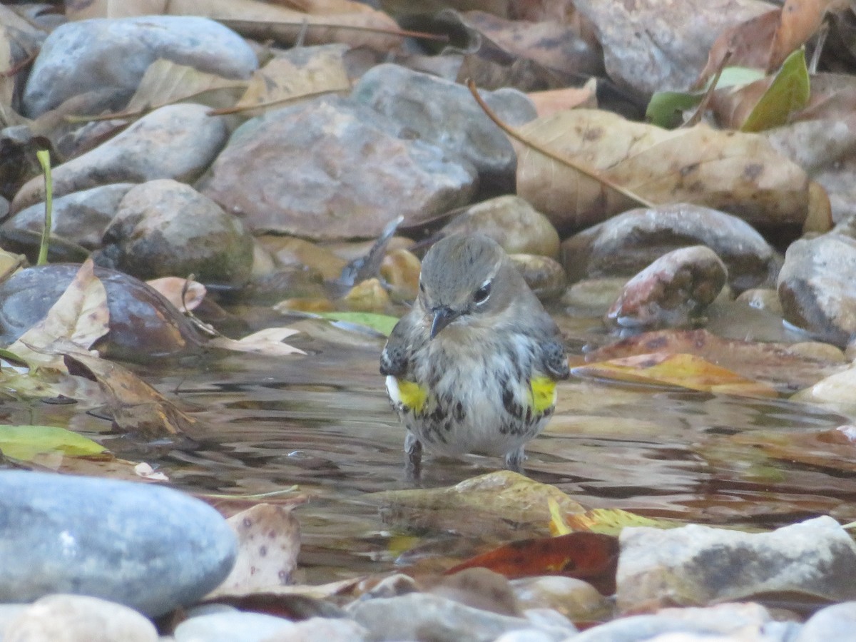Reinita Coronada (Coronada) - ML646560717
