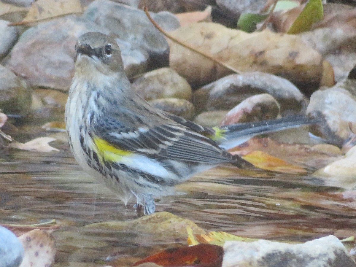 Reinita Coronada (Coronada) - ML646560718