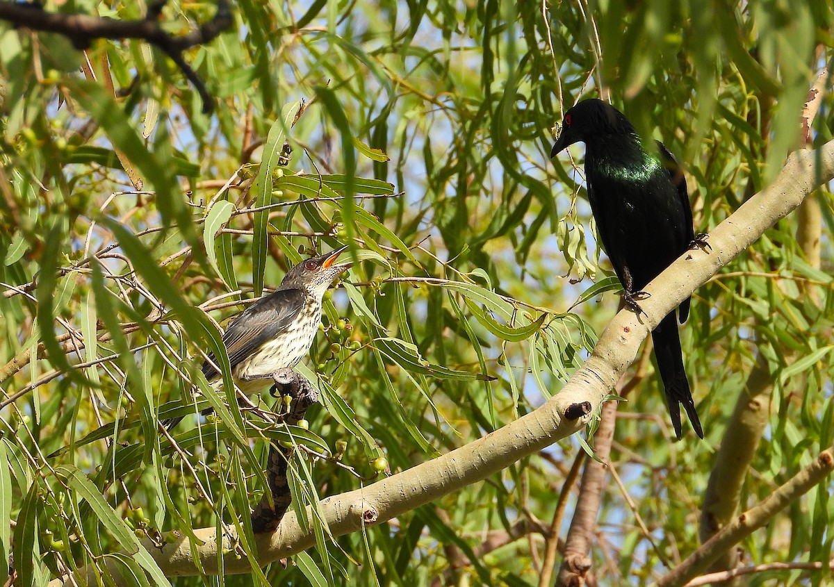 Metallic Starling - ML646560722