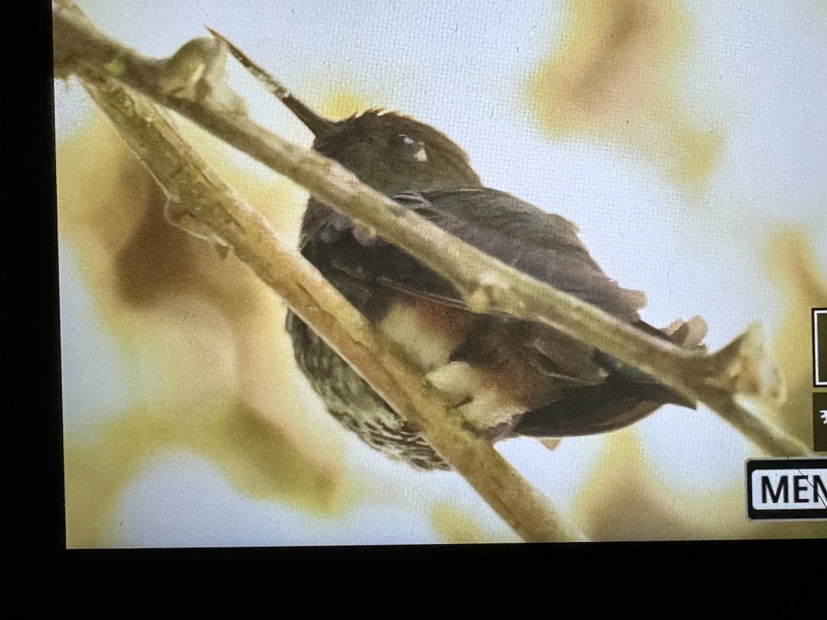 Bakır Rengi Pufayak - ML646560723