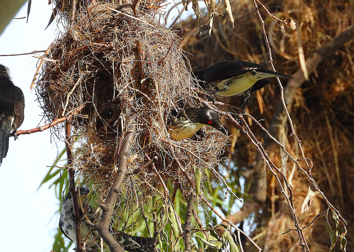 Metallic Starling - ML646560727
