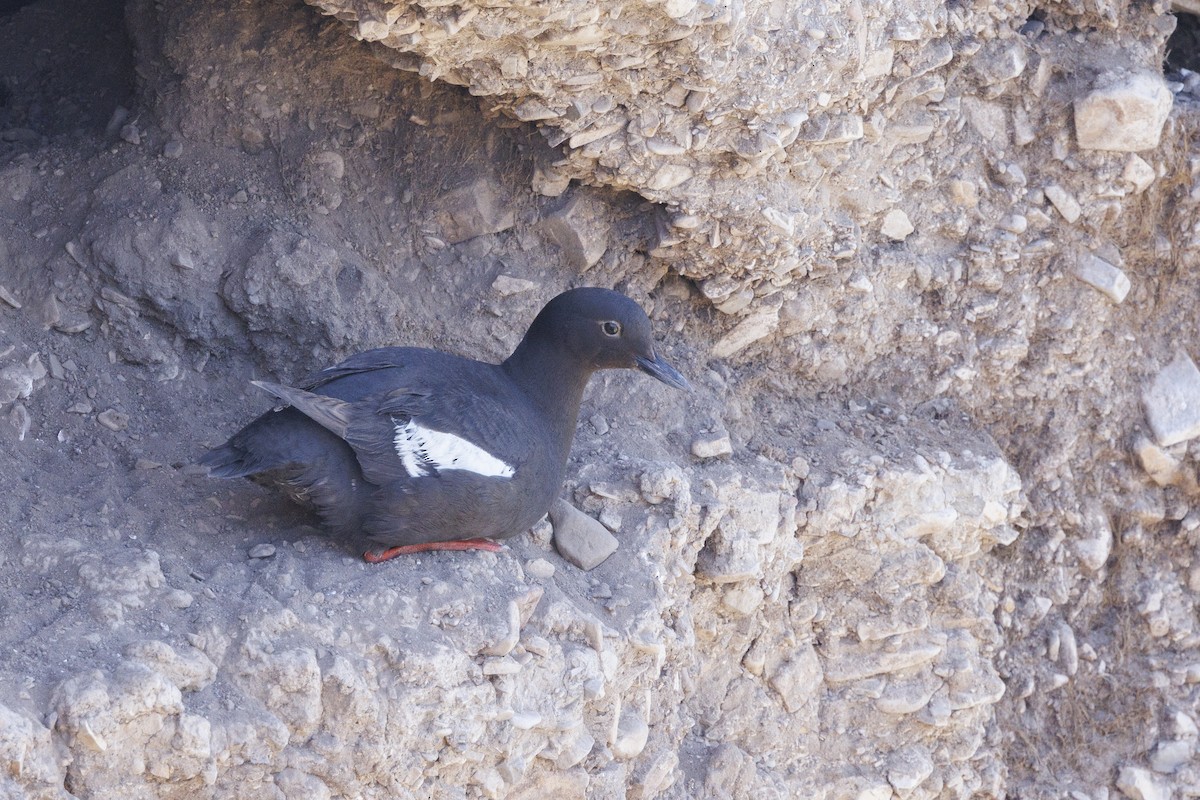 Pottorro hegalzuri aleutiarra - ML646560728