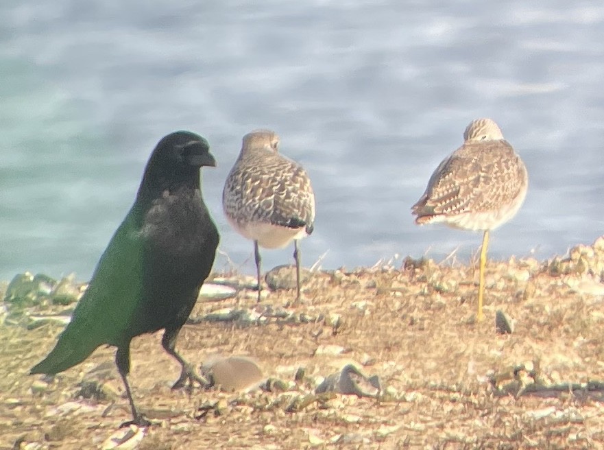 Chorlito Gris - ML646560729