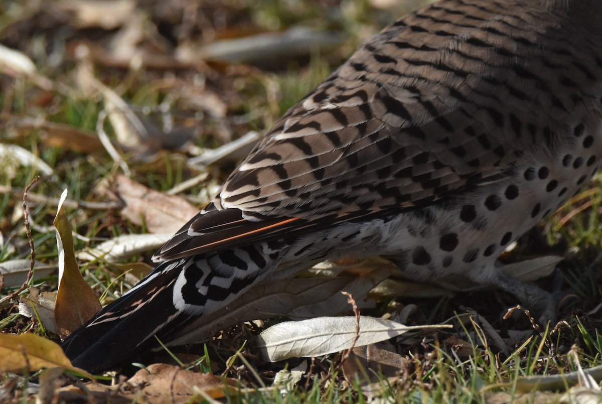 datel zlatý [skupina cafer] - ML646560730