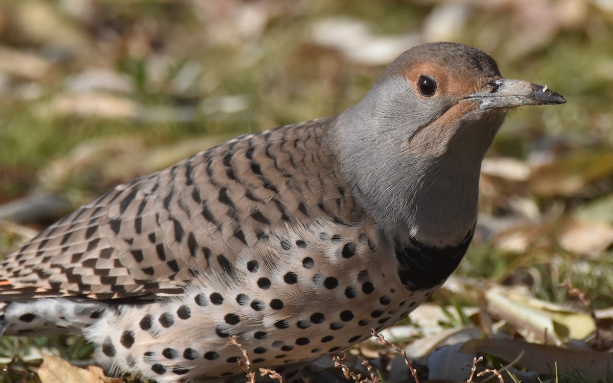 datel zlatý [skupina cafer] - ML646560731