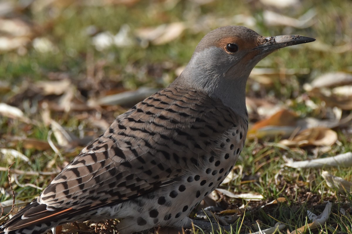 datel zlatý [skupina cafer] - ML646560732