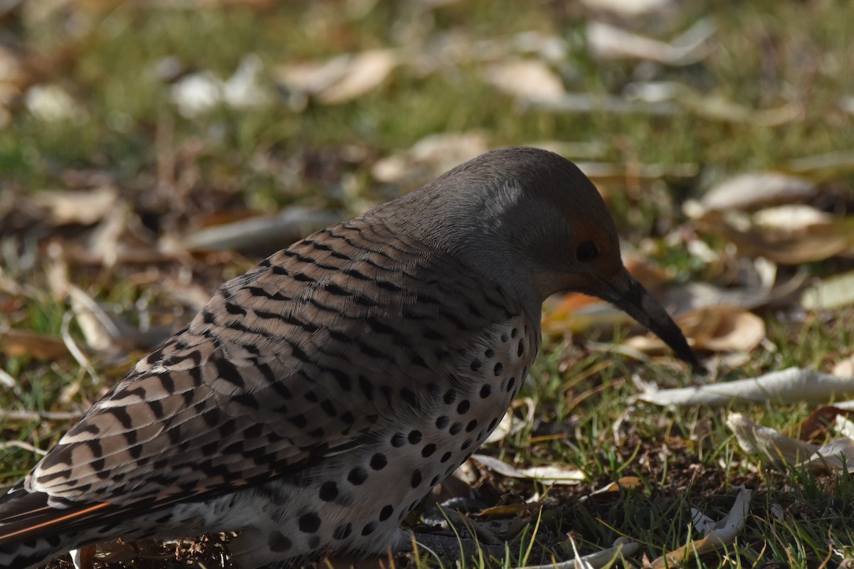 datel zlatý [skupina cafer] - ML646560733