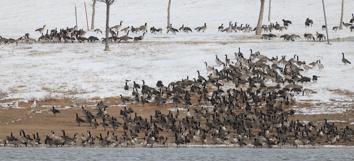 berneška malá (ssp. hutchinsii) - ML646560734