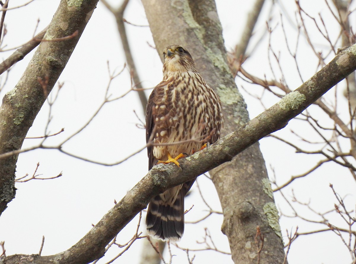 Faucon émerillon - ML646560737