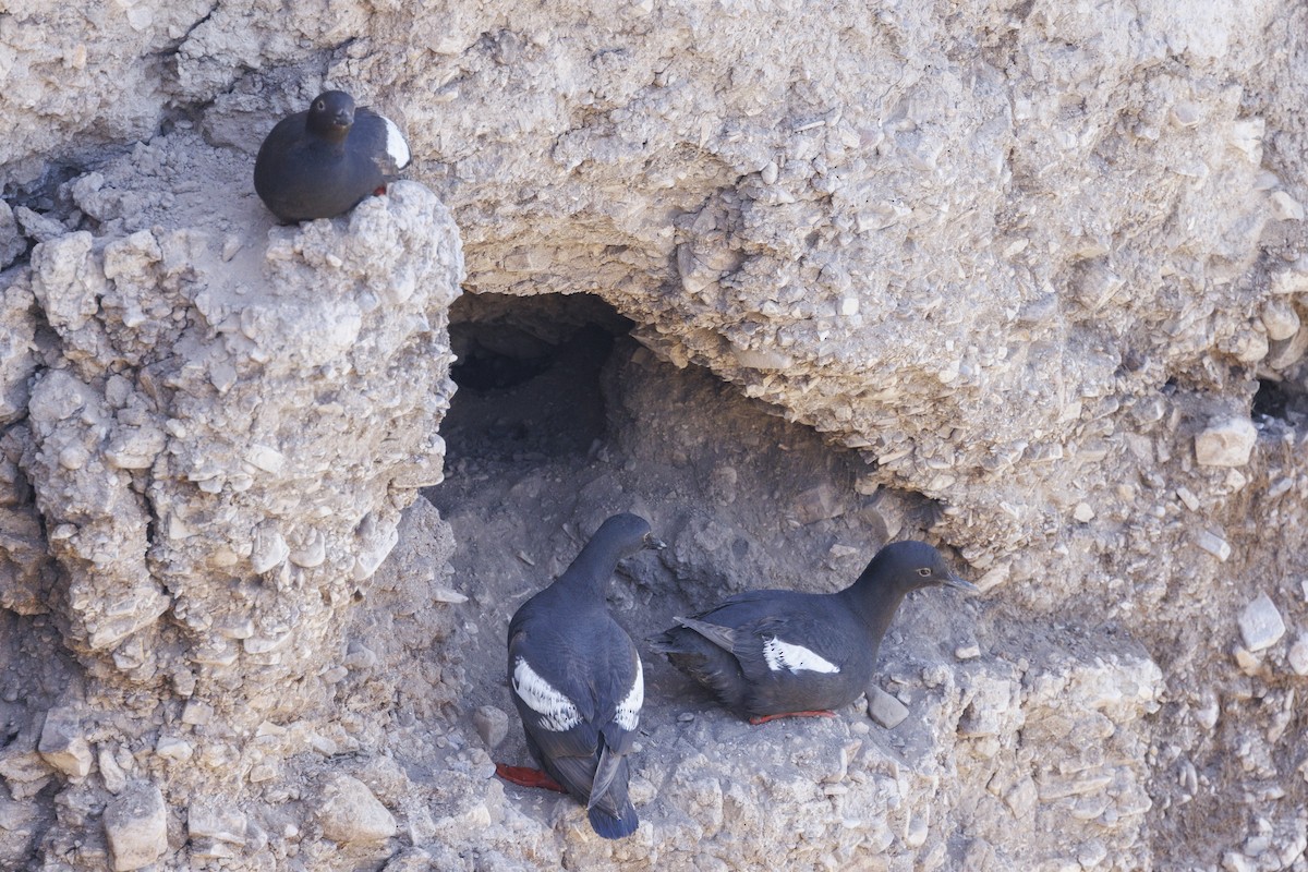 Pottorro hegalzuri aleutiarra - ML646560741