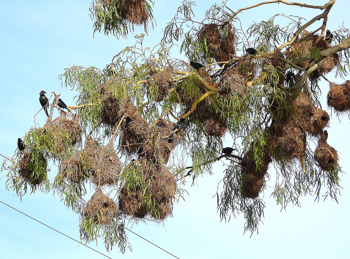 Metallic Starling - ML646560745