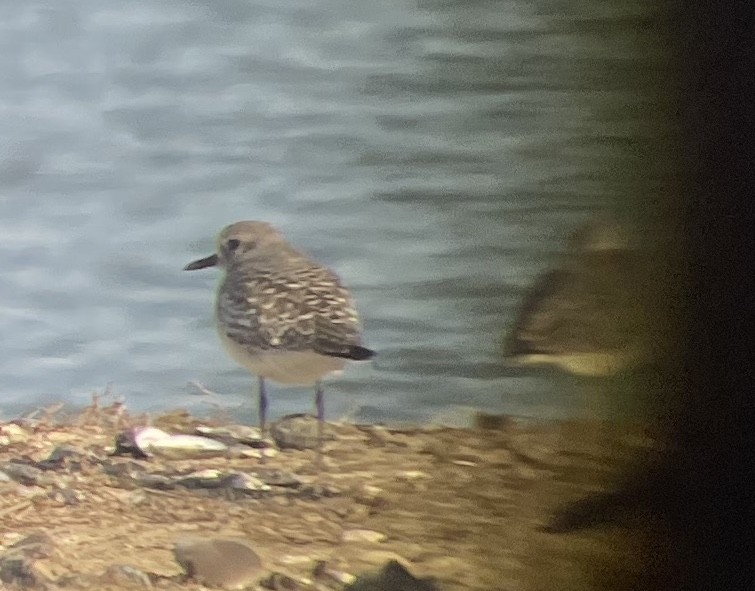 Chorlito Gris - ML646560746