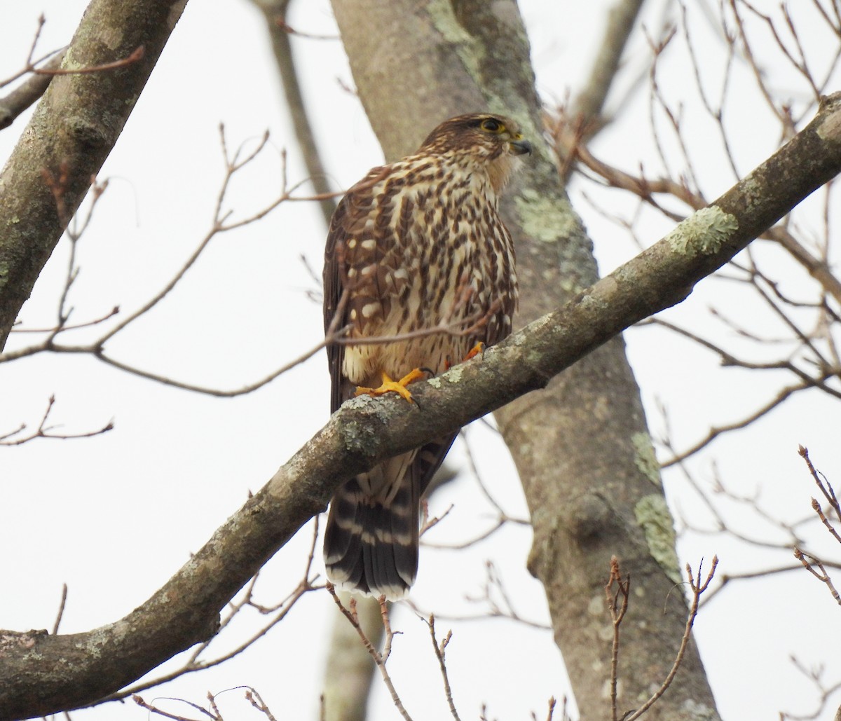 Faucon émerillon - ML646560750