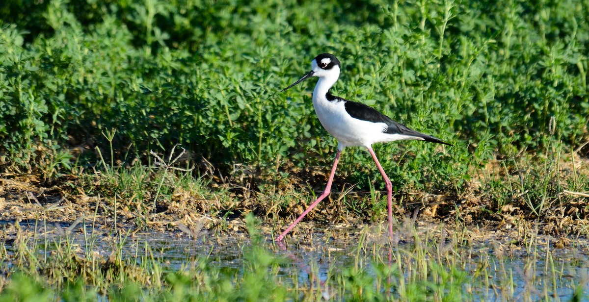 クロエリセイタカシギ - ML646560751