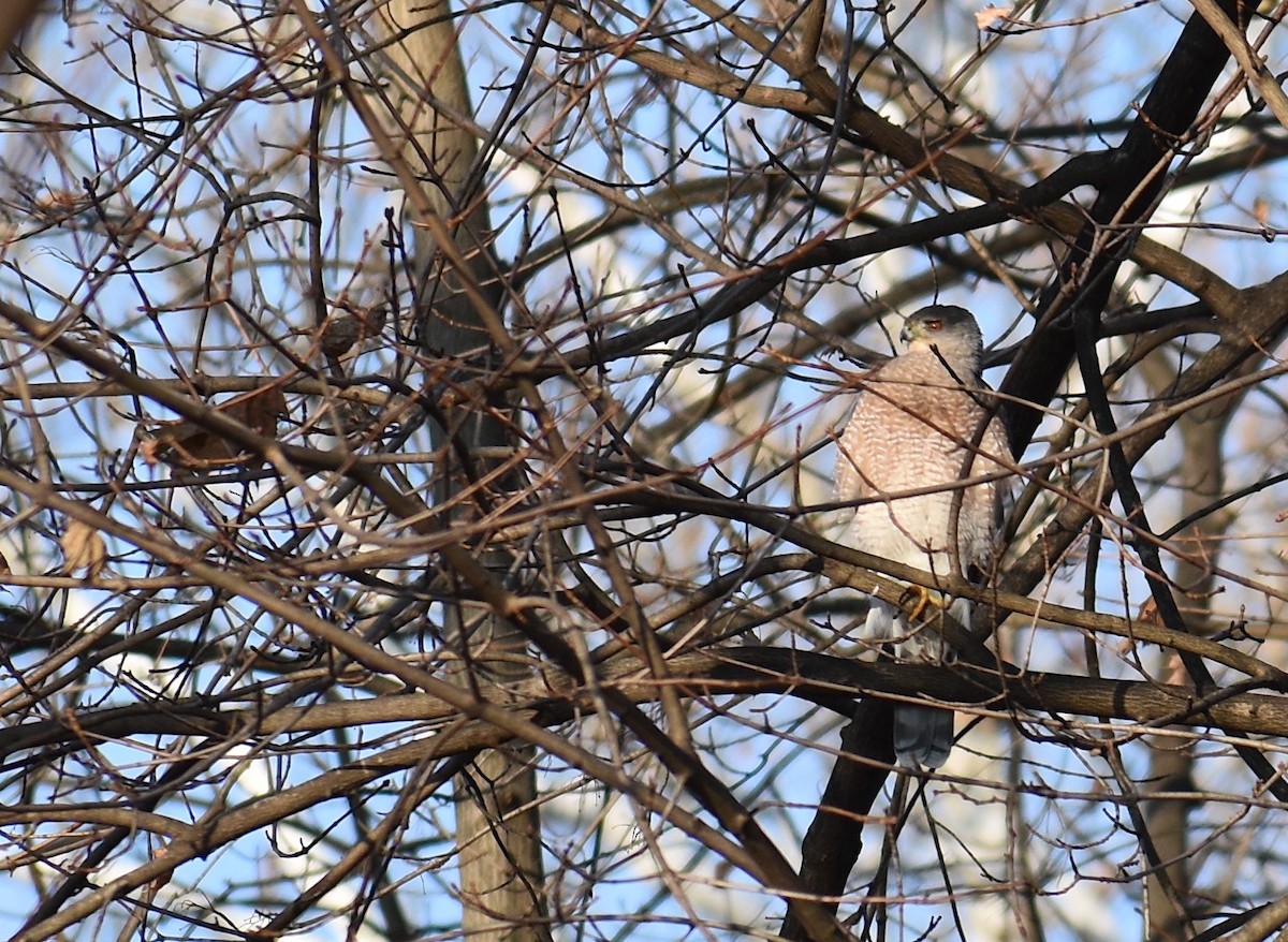 Яструб чорноголовий - ML646560753