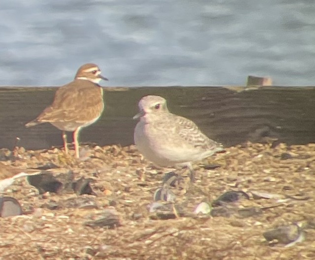 Chorlito Gris - ML646560757