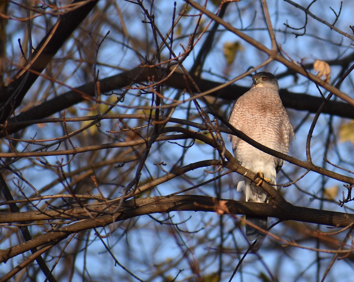 Яструб чорноголовий - ML646560759