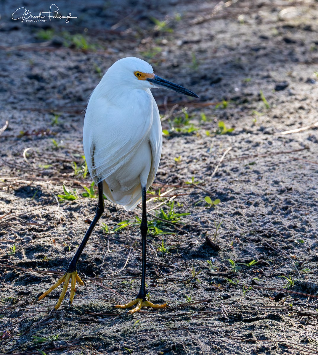 Snowy Egret - ML646560760