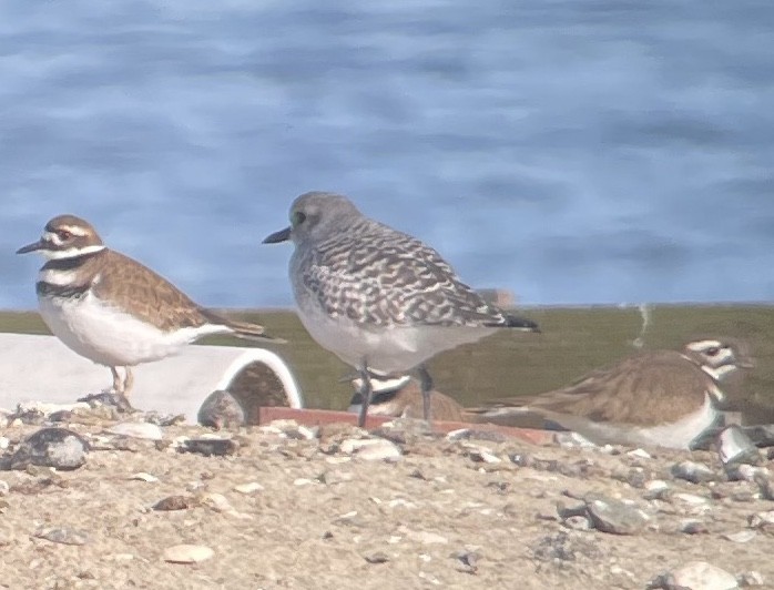 Chorlito Gris - ML646560767