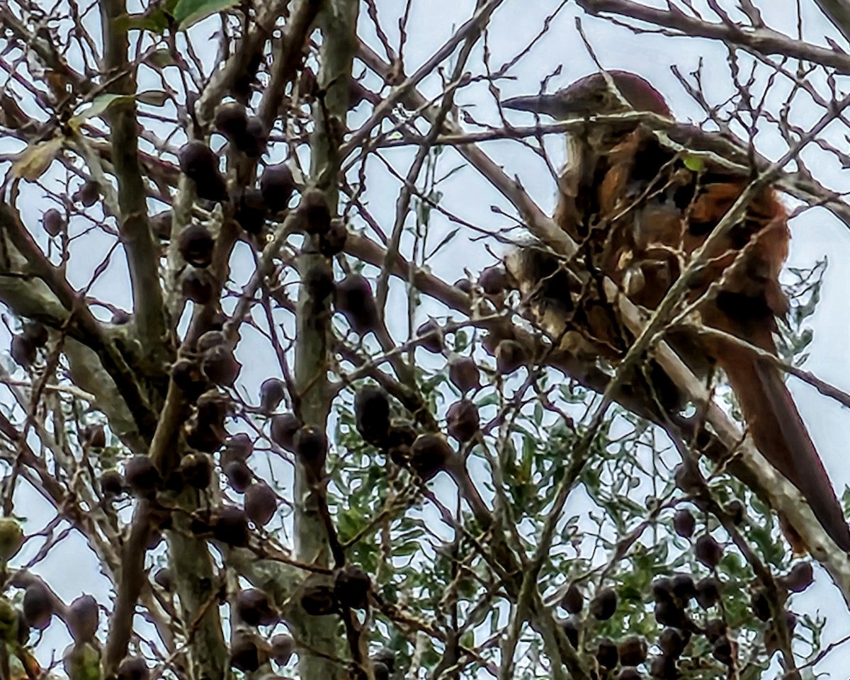 Kahverengi Çöpçü - ML646560768