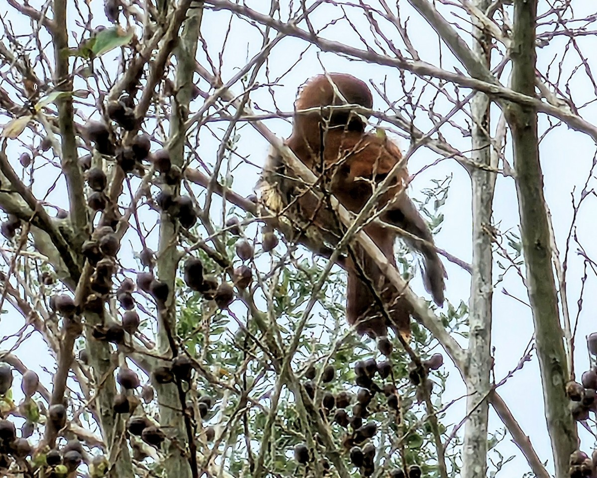 Kahverengi Çöpçü - ML646560769