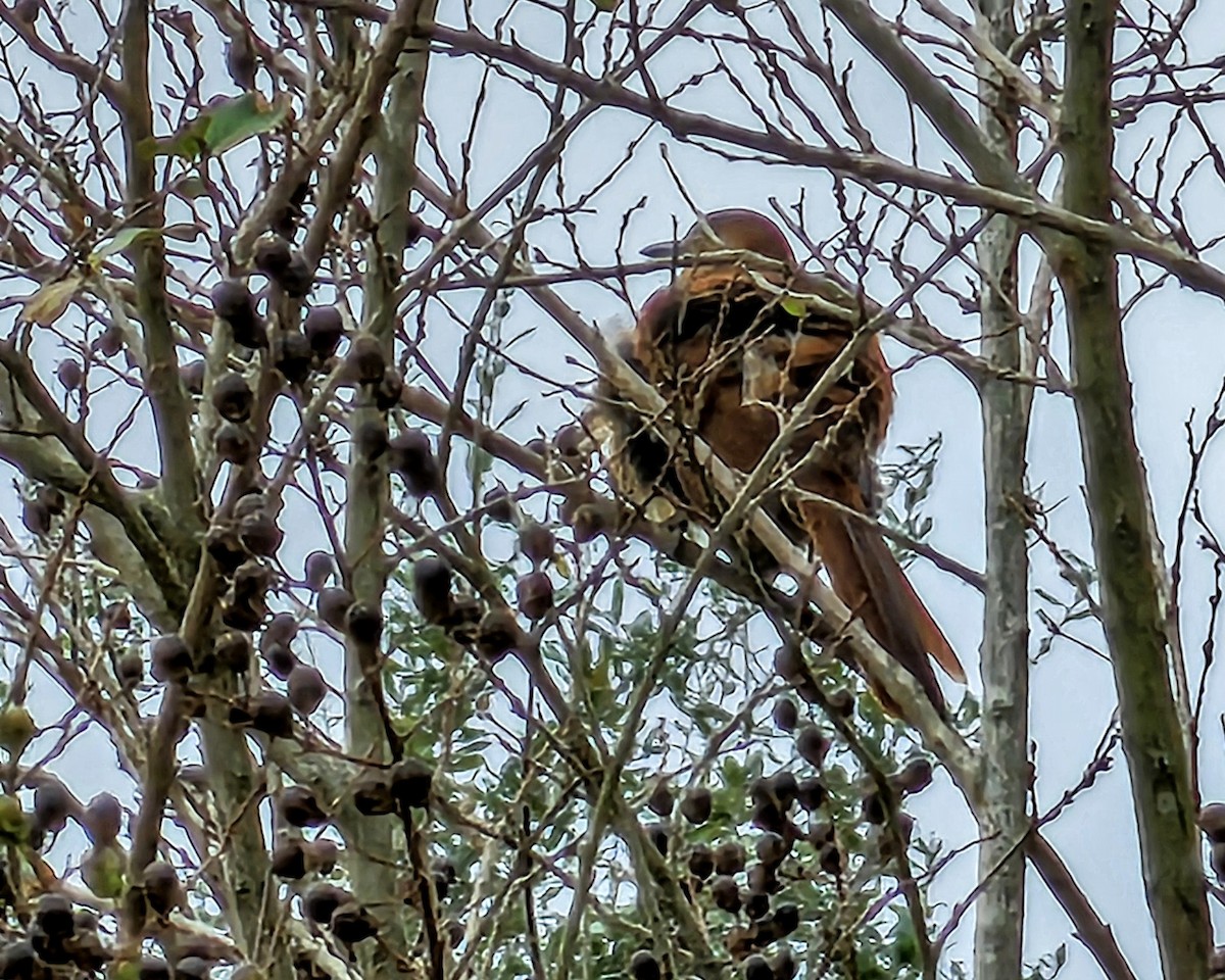 Kahverengi Çöpçü - ML646560770