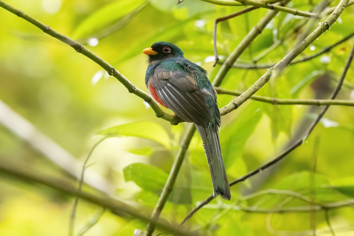 trogon límcový [skupina collaris] - ML646560771