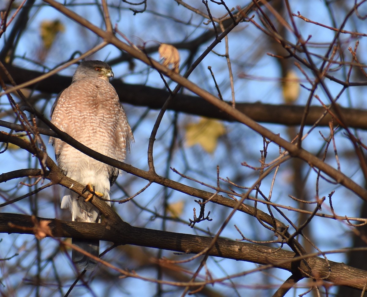 Яструб чорноголовий - ML646560772