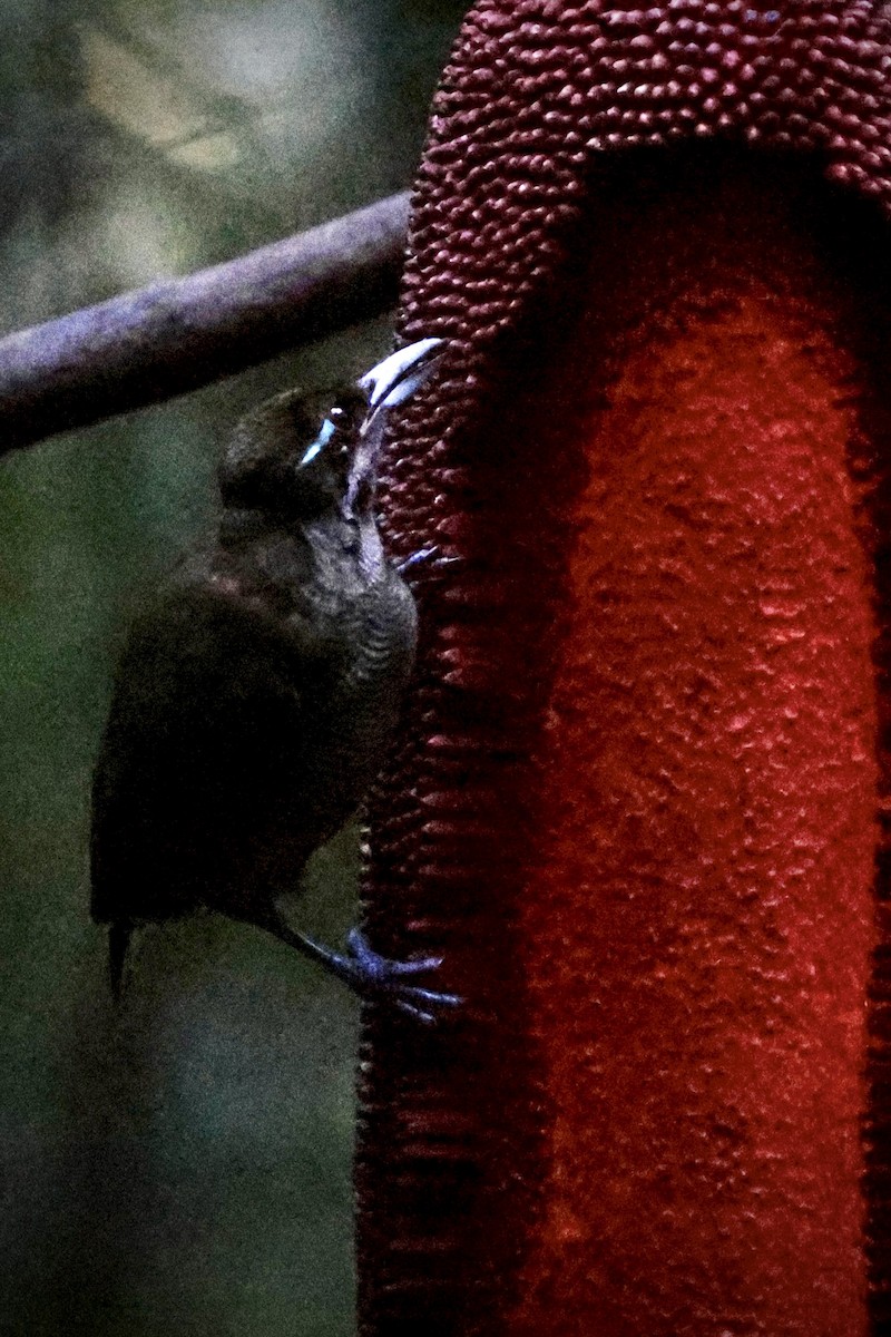 Sichelschwanz-Paradiesvogel - ML646560777