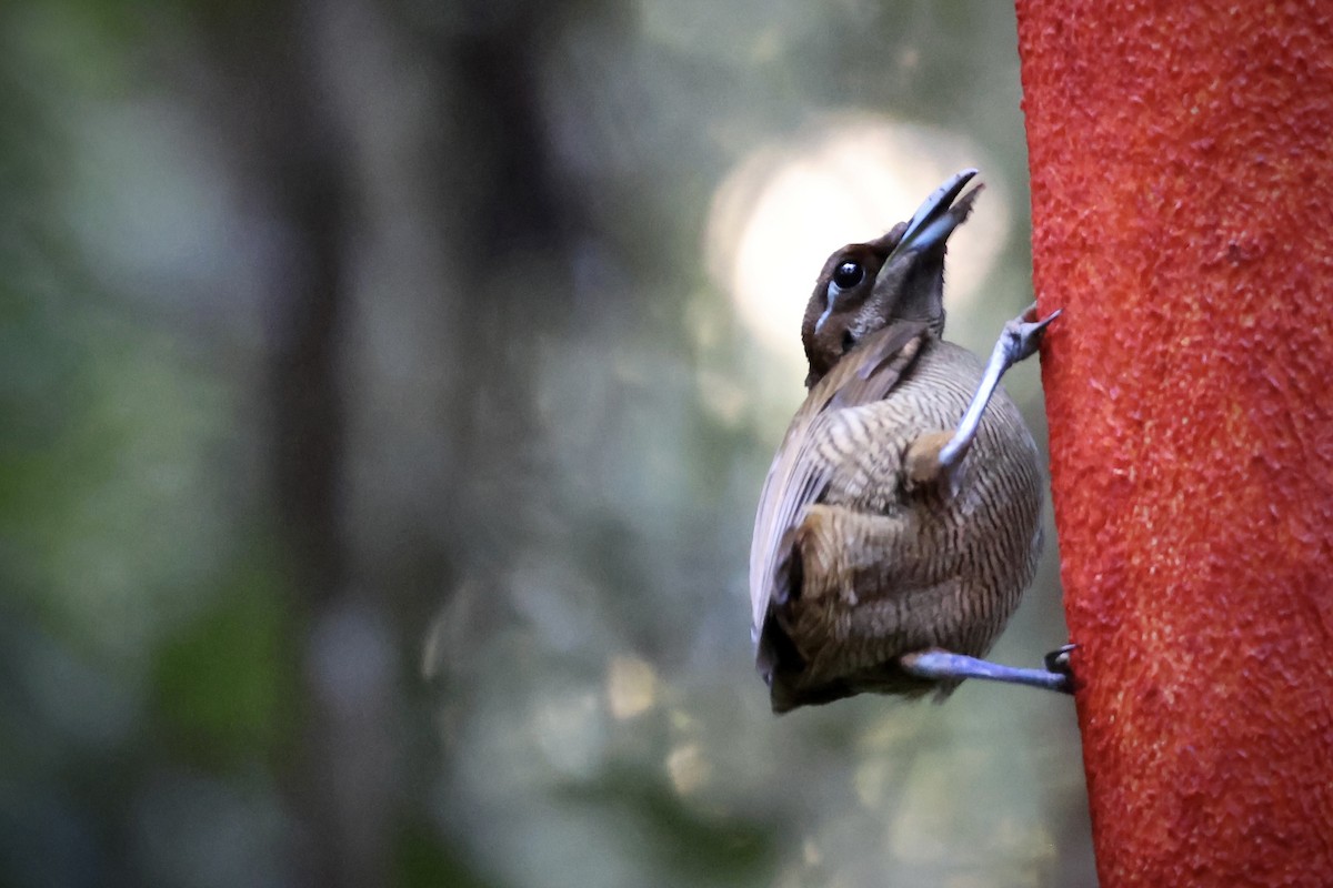 Sichelschwanz-Paradiesvogel - ML646560778