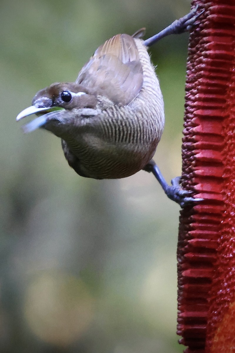 Sichelschwanz-Paradiesvogel - ML646560779