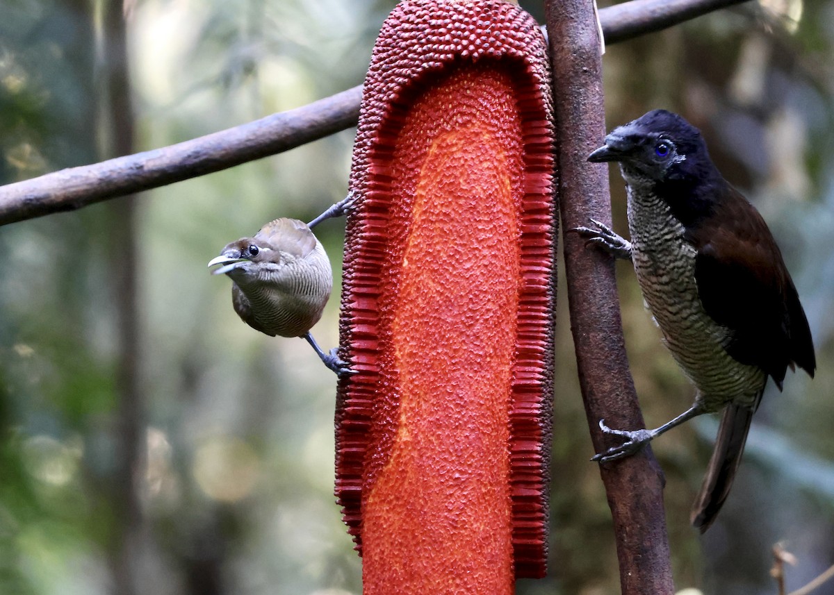 Sichelschwanz-Paradiesvogel - ML646560780