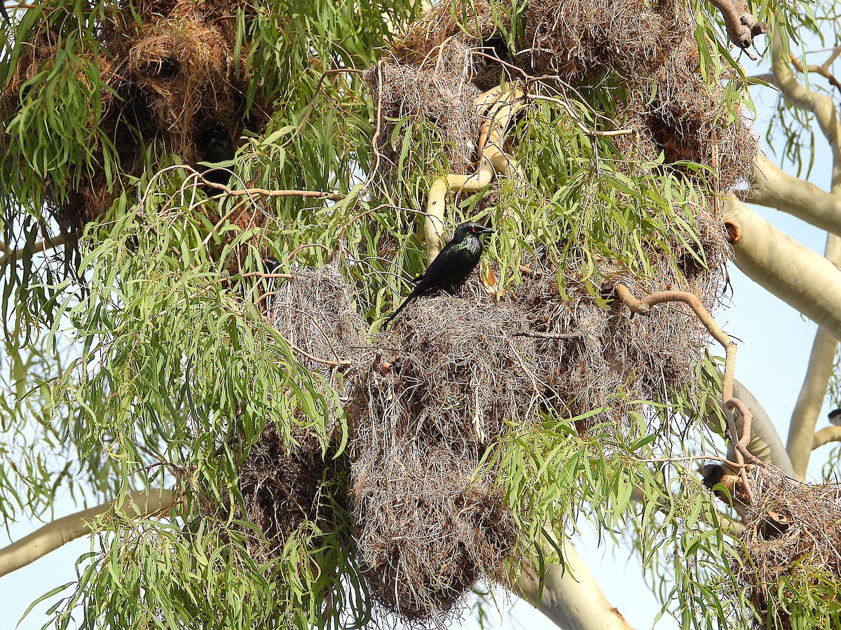 Metallic Starling - ML646560782