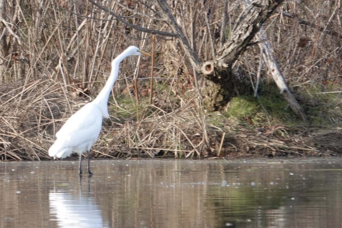 Great Egret - ML646560783